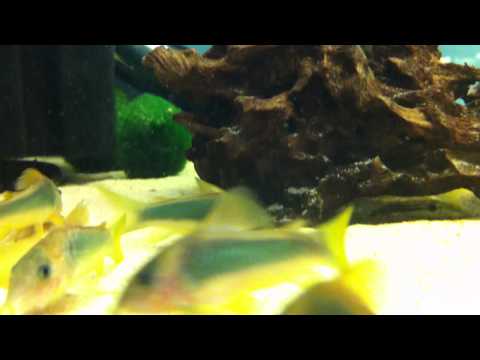 Corydoras (lineage 7) melanotaenia