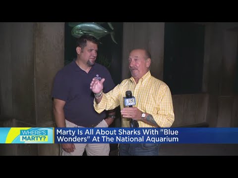 Chesapeake Bay：Sandbar shark nursery 解説