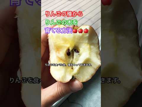 園芸 リンゴの木(リンゴ)