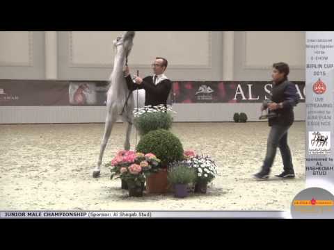 1st N.7 FADY AL BAIDAA - Berlin Cup S-Show Werder 2015 - Junior Stallion Championship (Class 16)