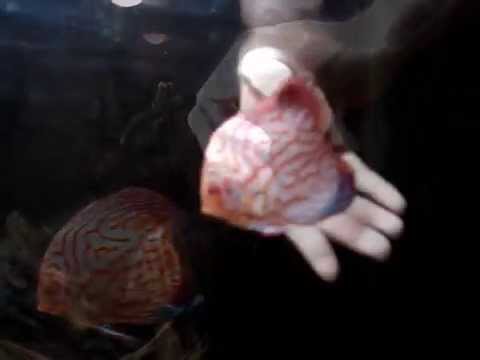 PETTING A DISCUS FISH