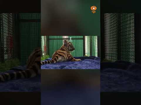 Nahargarh के Tiger Cub की खास देखभाल, CCTV से लगातार निगरानी