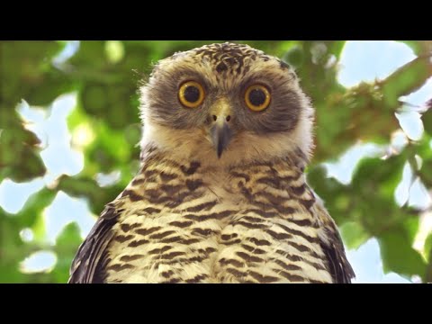The Powerful Owl Project - Research