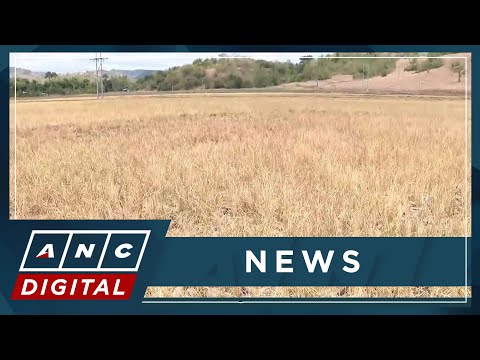 El Niño damage to PH agriculture nearing P4-B ANC