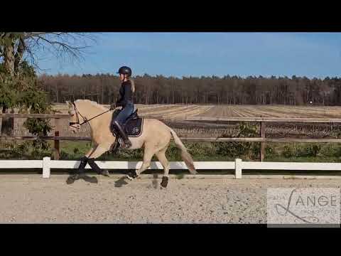 XL -Pony, Dressurpony,Palomino, Dating AT,Endmaßpony