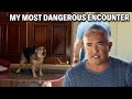 My Most Dangerous Case A German Shepherd That Attacks 24 7 Cesar 911 Season 3 Ep 5 Part 1