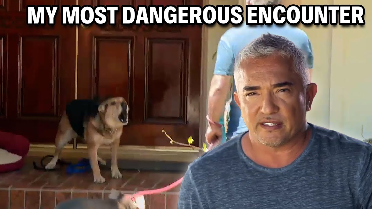 My Most Dangerous Case - A German Shepherd That Attacks 24/7 | Cesar 911 Season 3, Ep. 5 - Part 1