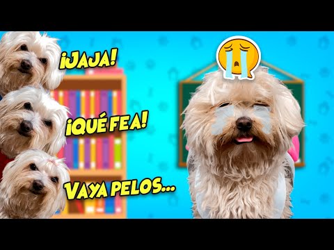 Se RÍEN de DASHA por su ASPECTO en la Escuela en la Vida Real / Vídeos de Perros