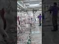 Inside A Goat Slaughterhouse The Full Process Step By Step
