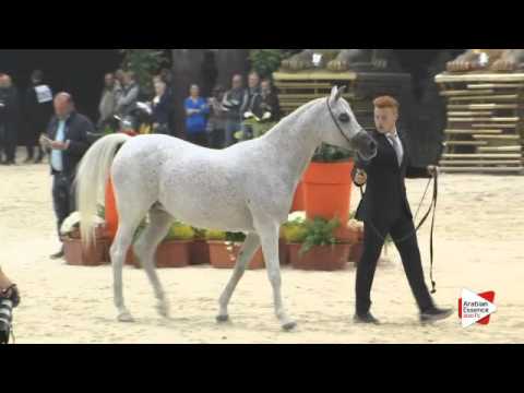 N.209 MIZAR DI LORIS - Verona 2015 - Mares 10 years old and over (Class 9)