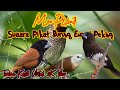 Suara Pikat Burung Emprit Peking Mix Sg Pulot