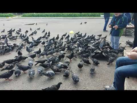 Море голубей