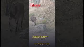 Yozgat’ta Doğa Canlanıyor: Dağ Keçileri Yavruladı