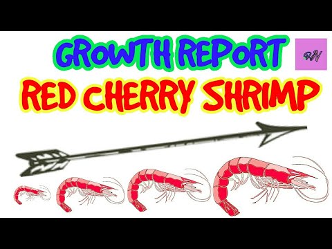 download lagu mp3 mp4 Cherry Shrimp Growth Rate, download lagu Cherry Shrimp Growth Rate gratis, unduh video klip Cherry Shrimp Growth Rate