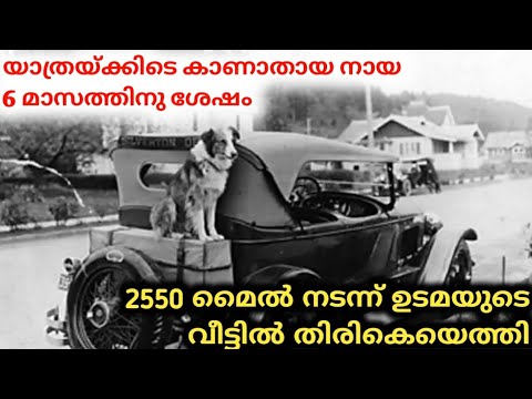 അപൂർവസ്നേഹം Churulazhiyatha Rahasyangal | bobby dog | amazing story of a dog |  dog | bobby dog