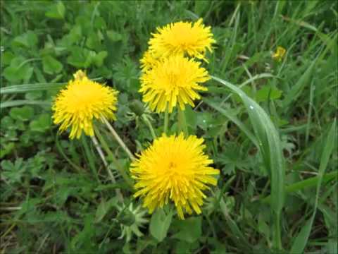 Už kvetou pampelišky