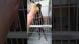 Video preview image #1 Doberman Pinscher Puppy For Sale in Pasadena, CA, USA