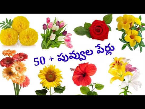 Flowers names / పువ్వుల పేర్లు /English to Telugu flowers names.