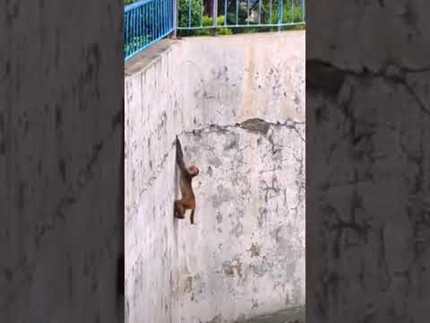 chango se salva de ser tragado por. cocodrilos