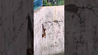 chango se salva de ser tragado por. cocodrilos