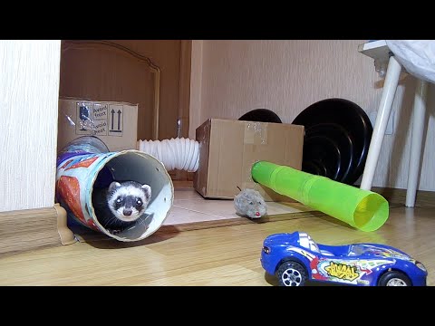 Малышка Спиди играет одна😍Хорек играет!