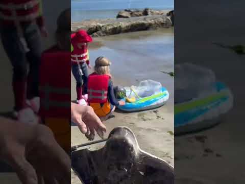 Stung by stingray!! #californiafishing #fishing #fishingvideos #fish #fishingshorts #sharkfishing