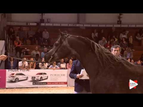 N.57 FAIR - Wels 2015 - Colts 3 years old (Class 7)