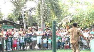 preview picture of video 'Davao Crocodile Park 2011'