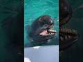 The One Crazy Species That Truly RIVALS Orcas