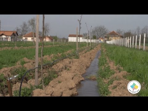 Keshilla Bujqesore - Plantacioni me arra