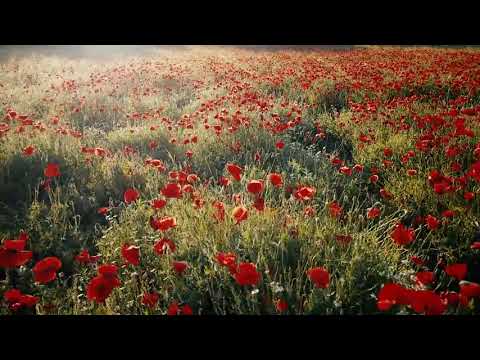 4k quality Glower hills hd videography free download#hd video