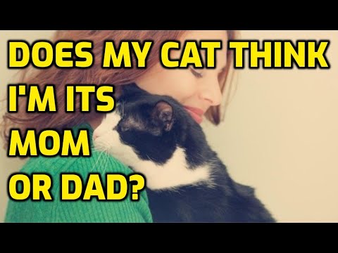 Do Cats See Their Owners As Parents?