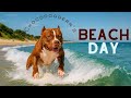 My Dog S Perfect Beach Day Surfing The Waves And Living His Best Life