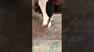 Download lagu pika pika pikachu😜😜 mp3