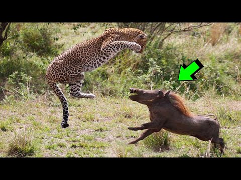THE POWER OF THE WILD BOAR VS. LEOPARD, CHEETAH, HYAENA, LION, BABOON | THE LAW OF THE STRONGEST