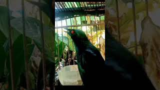 Download lagu cucak keling gacor teler#cucakkelinggacor #cucakkelingteler #shorts mp3