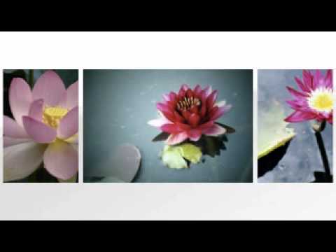 DaiSuPhapVan LeQuanAm 03-20-2011