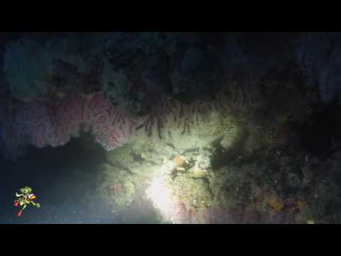 thalassa perugia secca del corallo 22 05 2016