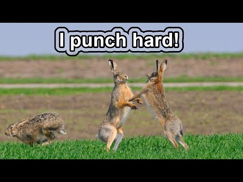 This jackass punched me! | 10 COOL JACKRABBIT FACTS