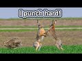 This Jackass Punched Me 10 COOL JACKRABBIT FACTS