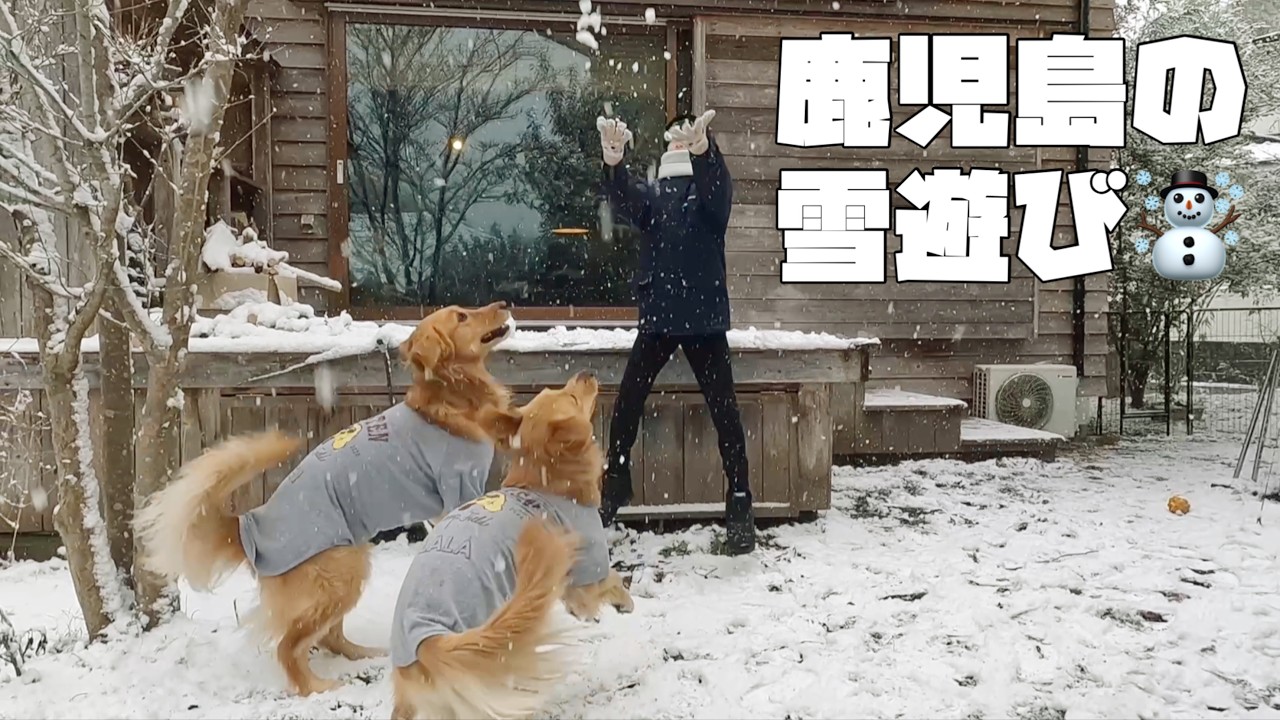 【鹿児島育ちのゴールデンレトリバー】楽しい嬉しい雪遊び☃️