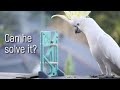 Can Wild Parrots Solve Puzzles?