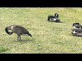 Geese in a thousand different shapes and sizes😄#canada #discoveringcanada #quebec #goose #birds 
