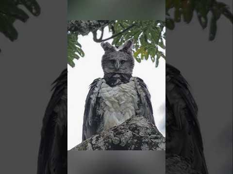 Most Powerful Eagles 🦅 By Wild Battles