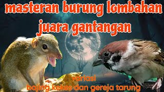 Download lagu Masteran juara gantangan bajing kekes dan gereja tarung mp3 Download lagu Masteran juara gantangan bajing kekes dan gereja tarung mp3