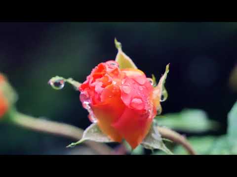 James W. Atkinson | Christine's Waltz