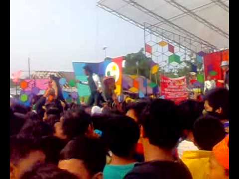 Ayulia hidung belang