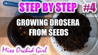 Growing Drosera carnivorous plants from seeds - Step by step - Part 4