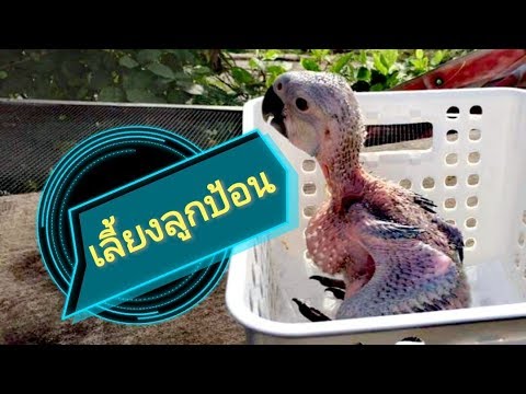อายหน้าอกเล็ก ๆ ของเธอว่าจะทำอย่างไร หน้าอกพลาสติกไปสัมผัส