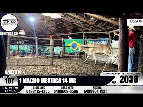 Leilão de gado em Goiatuba Goiás,  10/01/2026 - Mata Preta  Leilões - 14:00 Hs